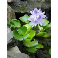 Floating Hyacinth