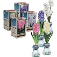 Hyacinth or Paperwhite Glass Vase Set