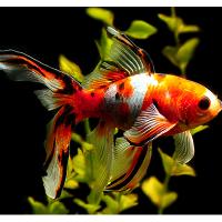Pond Goldfish