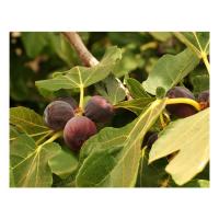 Hardy Fig Tree