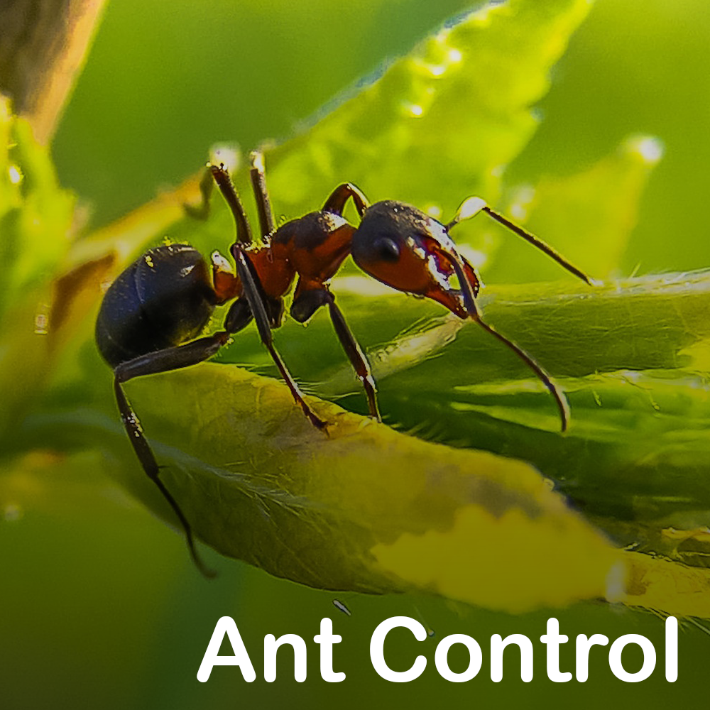 AntControl