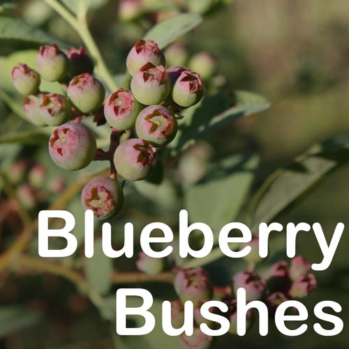 Blueberry