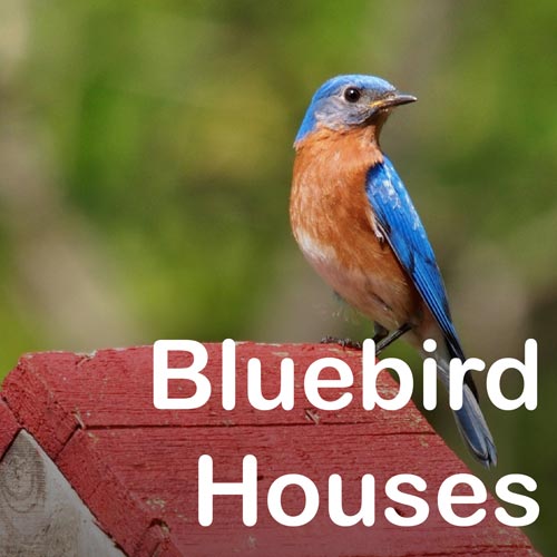 BlueBirdHouses