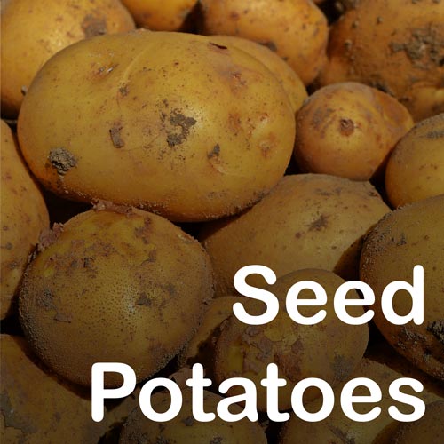 SeedPotatoes