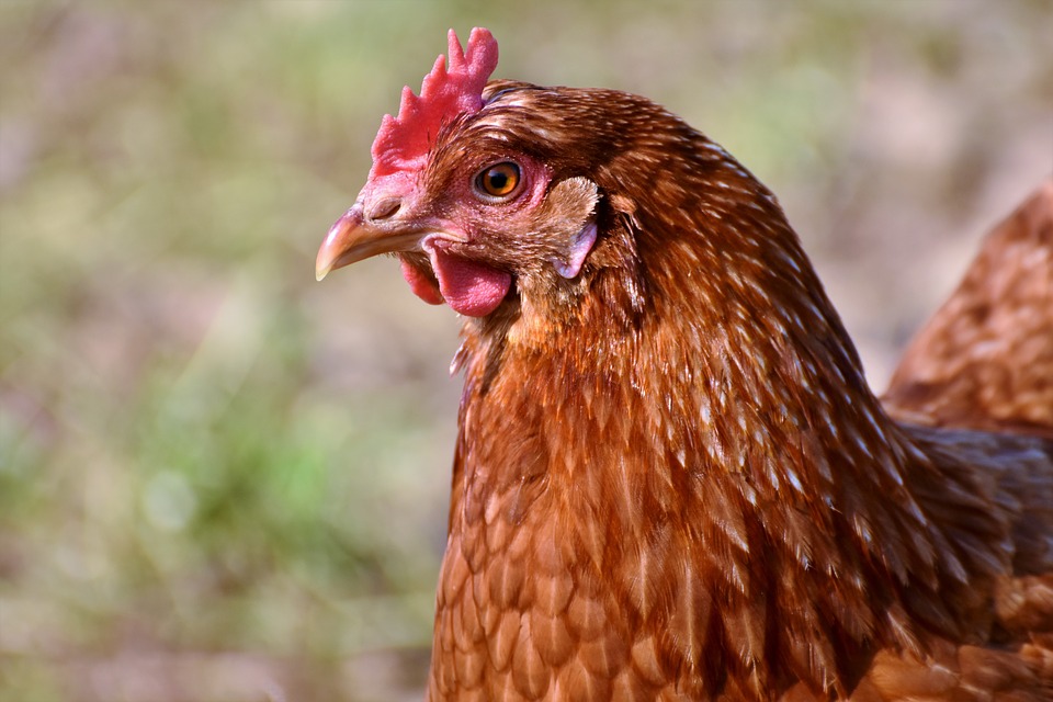 Chicken