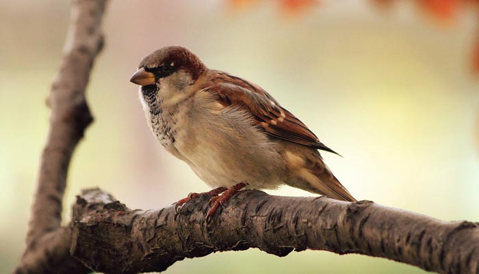 Wild Bird
